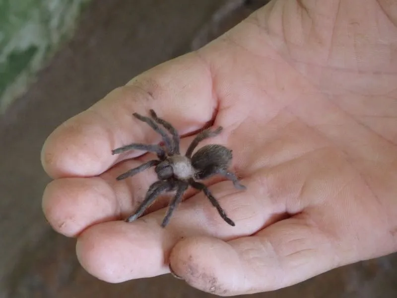 17067 baby tarantula enclosure