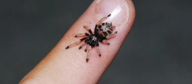 17067 baby tarantula feeding