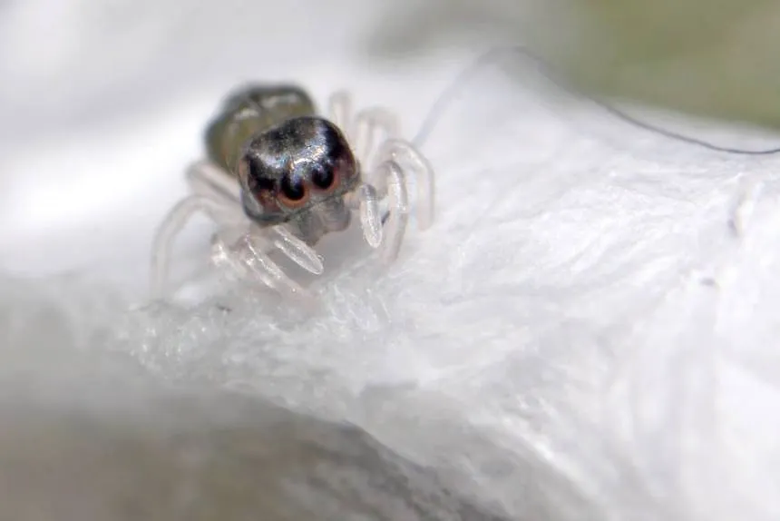 /img/17067-baby-tarantula-handling.webp