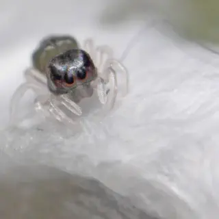/img/17067-baby-tarantula-handling.webp