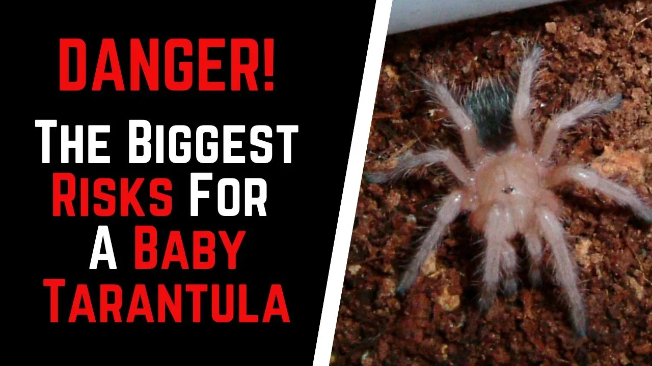 17067 baby tarantula molting