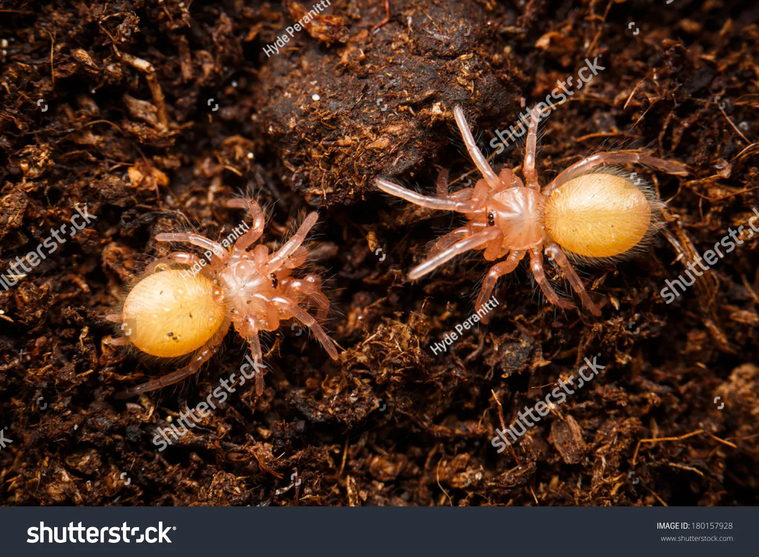 17067 baby tarantula overview