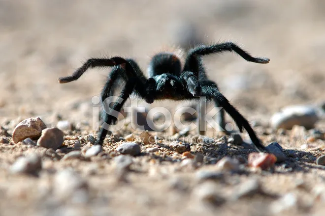17067 baby tarantula substrate