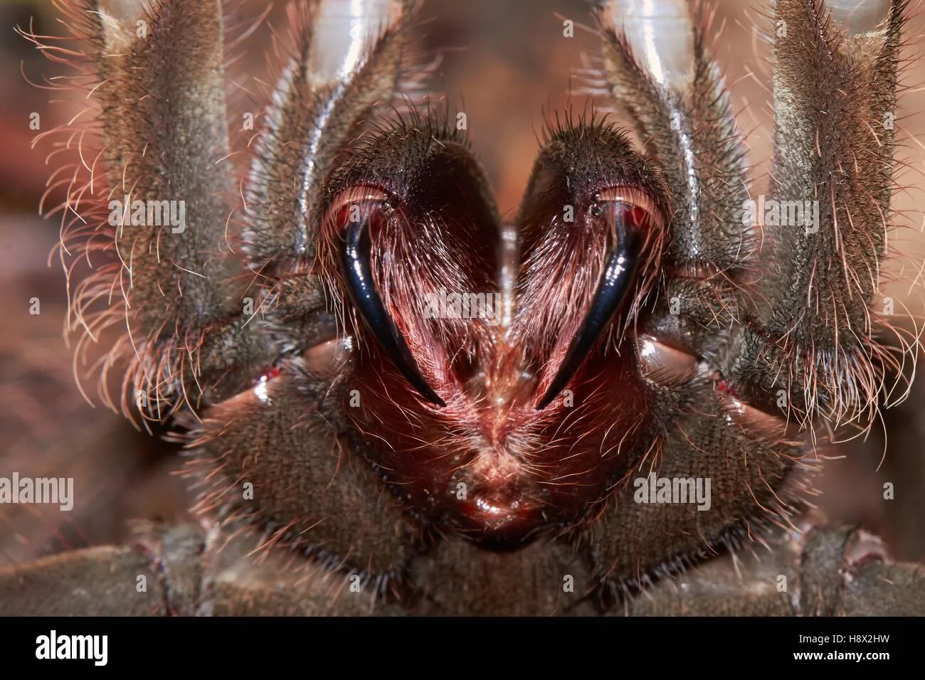 17068 goliath bird eating tarantula habitat