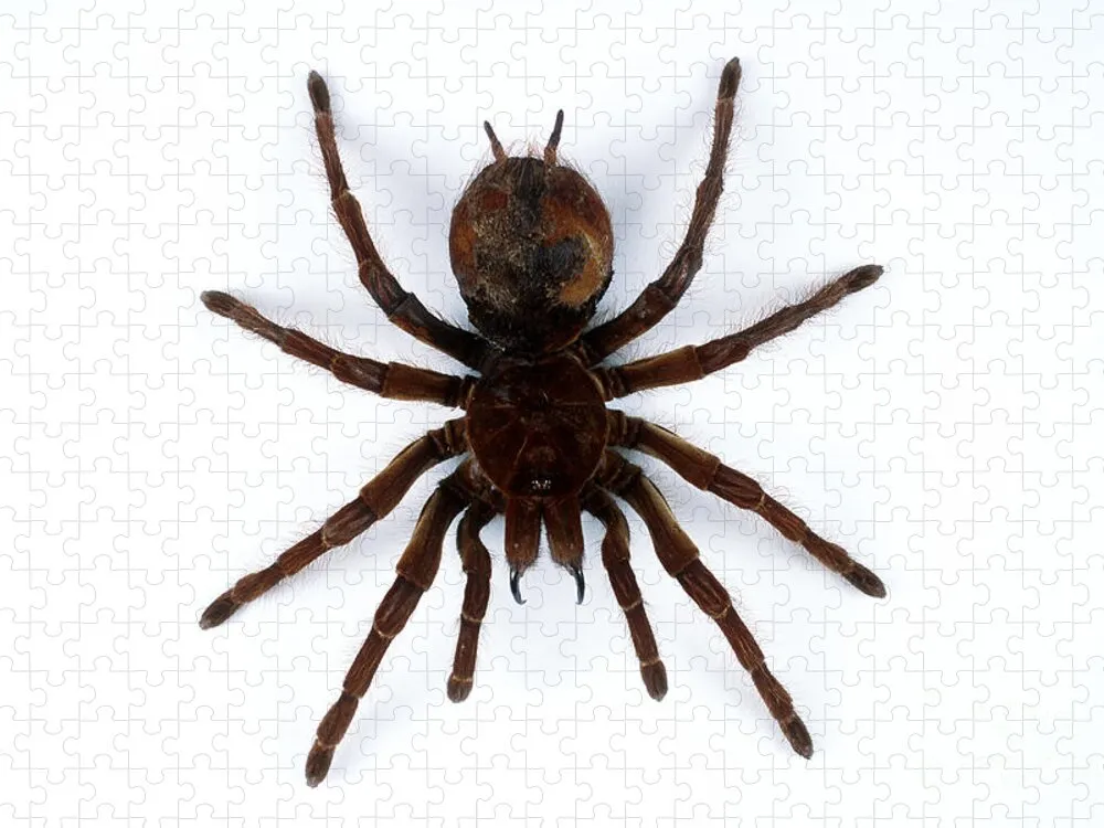 /img/17068-goliath-bird-eating-tarantula-hissing-benefit.webp