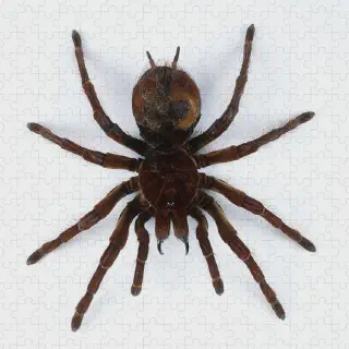 /img/17068-goliath-bird-eating-tarantula-hissing-benefit.webp