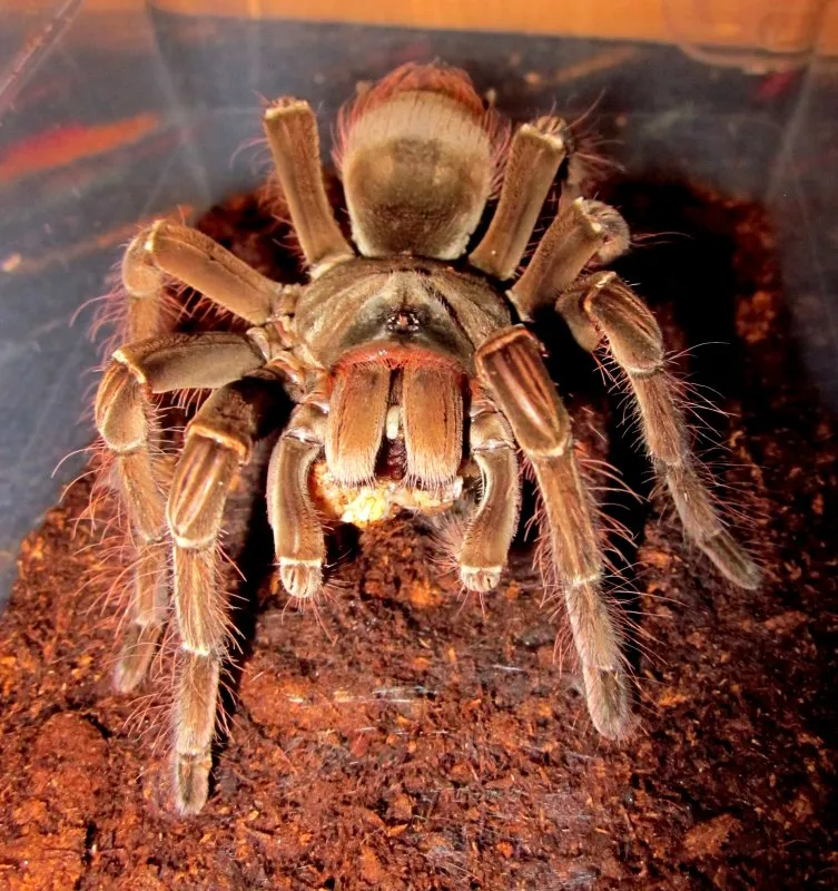 /img/17069-goliath-birdeater-anatomy.webp