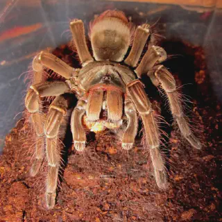 /img/17069-goliath-birdeater-anatomy.webp