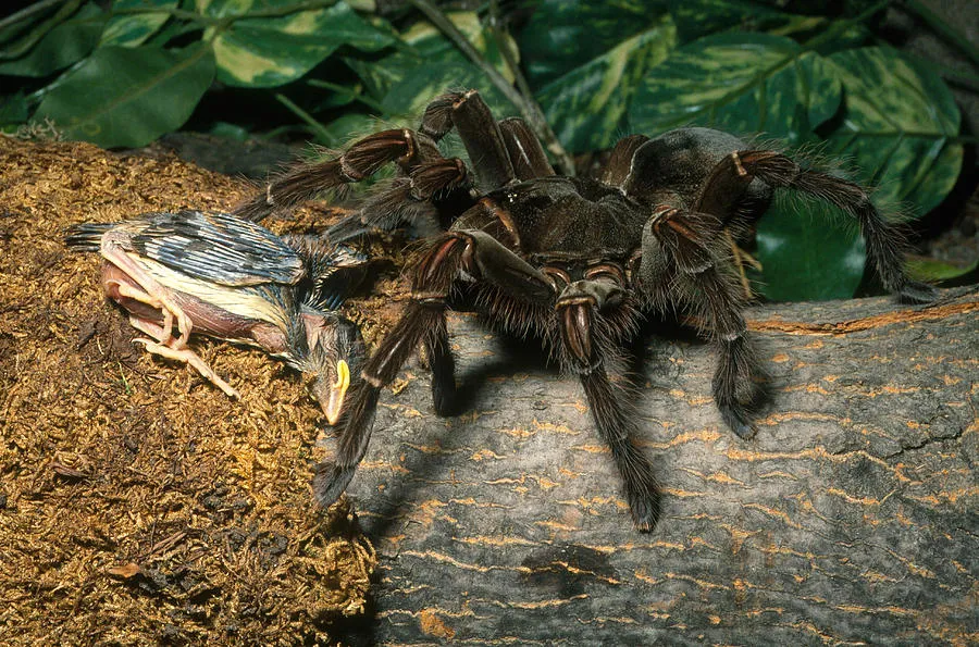 17069 goliath birdeater conservation