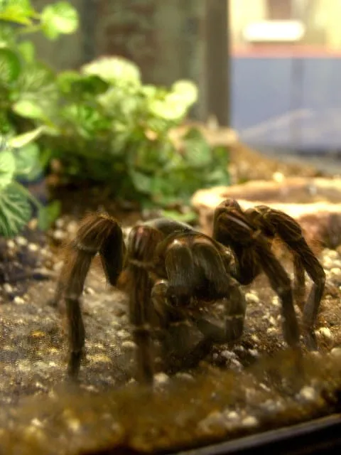17069 goliath birdeater feeding