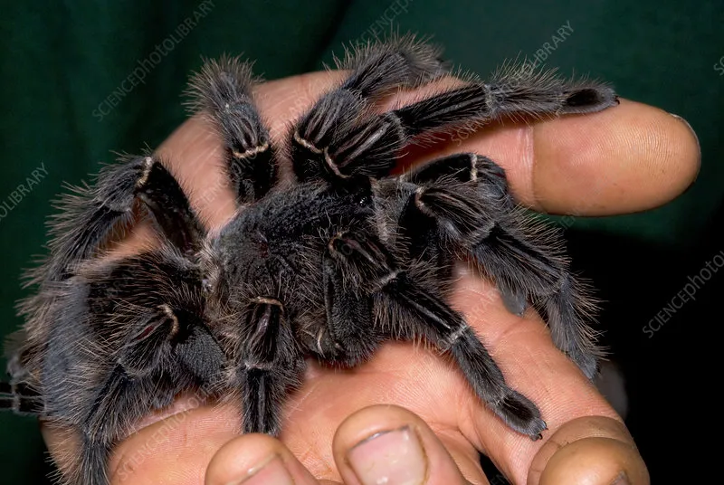 17069 goliath birdeater venom