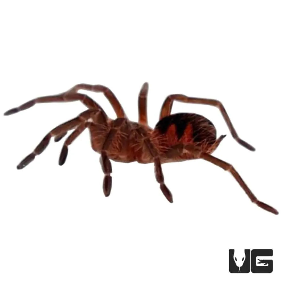 17071 bright pink tarantula close up