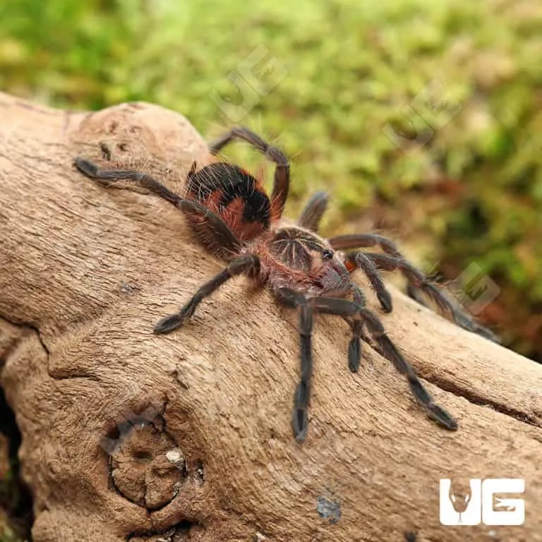 17071 bright pink tarantula enclosure