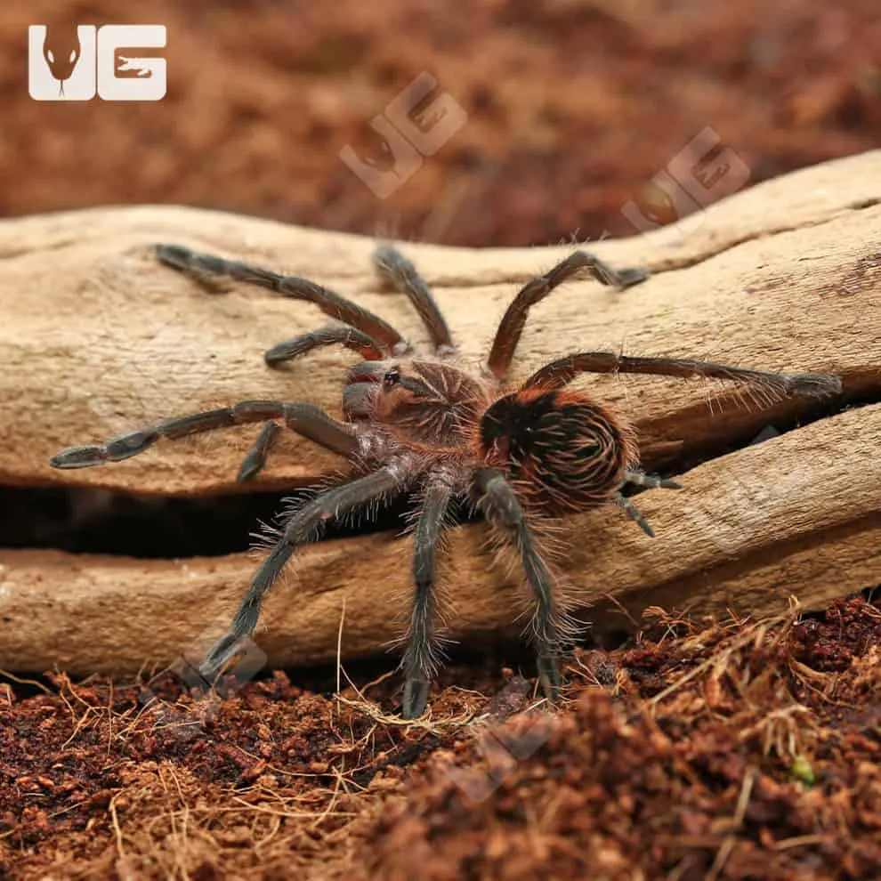 17071 bright pink tarantula feeding