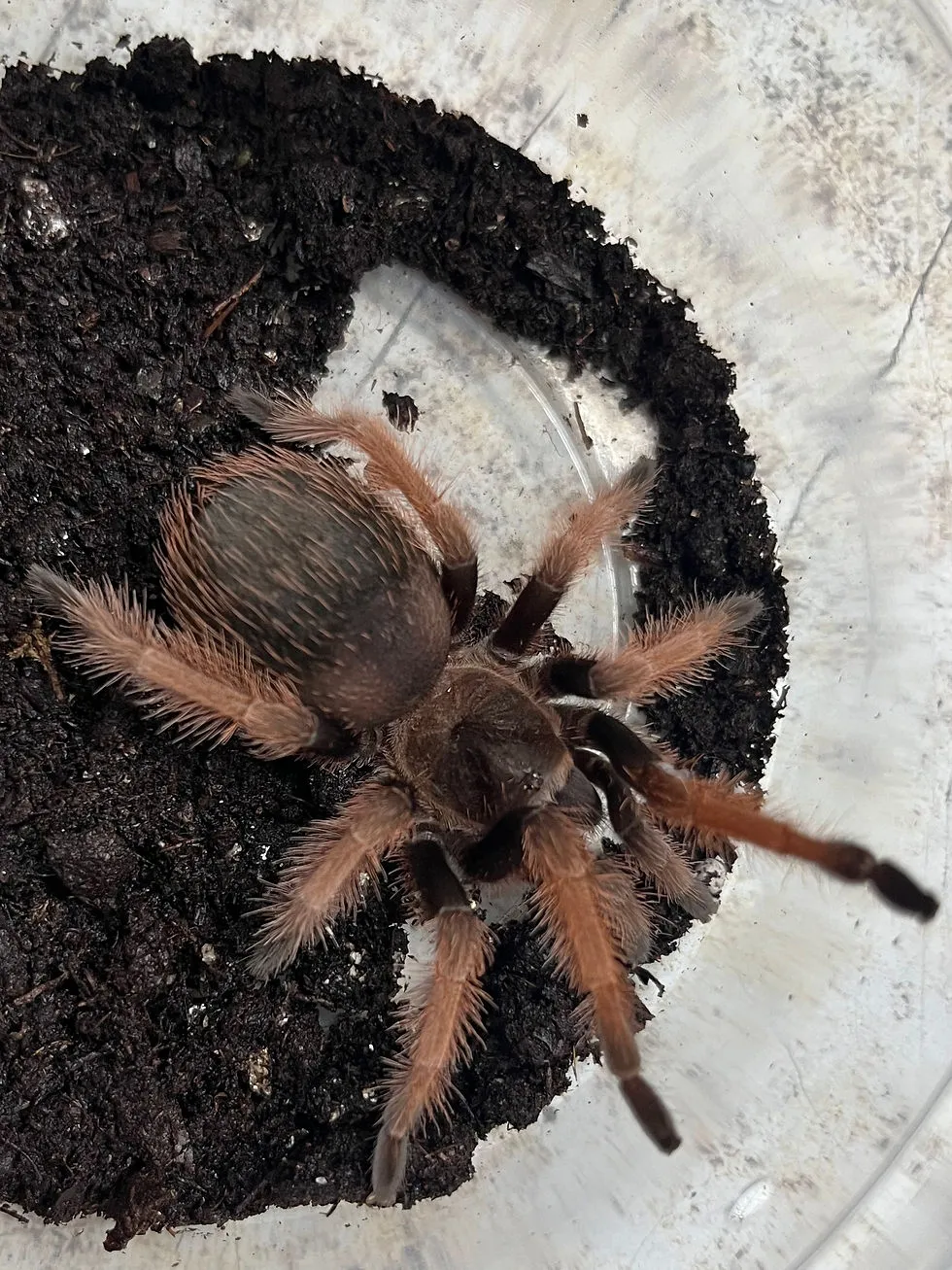 /img/17071-bright-pink-tarantula-handling.webp