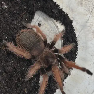 /img/17071-bright-pink-tarantula-handling.webp