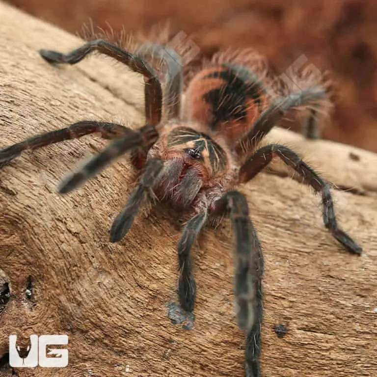 17071 bright pink tarantula molting