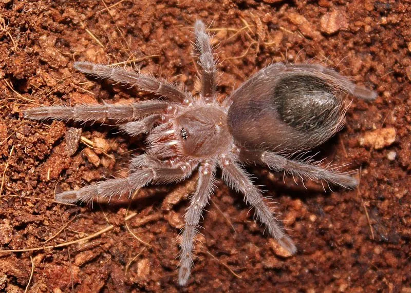17071 bright pink tarantula spiderling