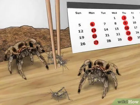 17072 tarantula feeding guide image2