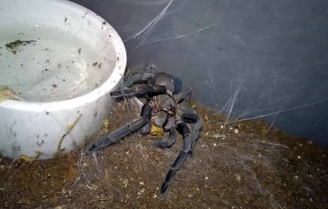 17072 tarantula feeding guide image5