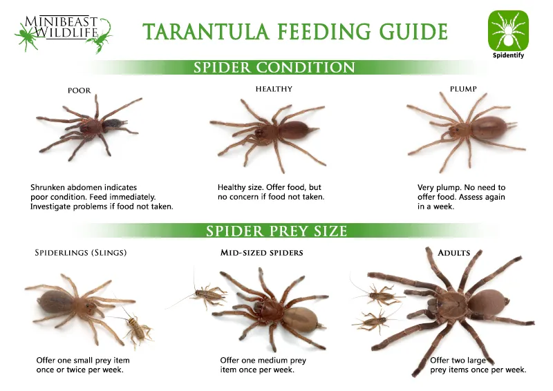 17072 tarantula feeding guide image7