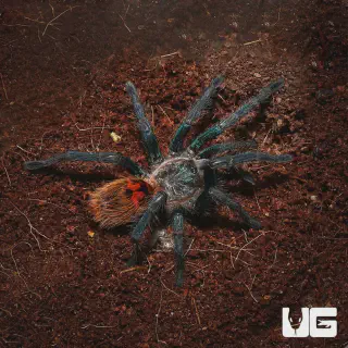 /img/17073-tarantula-acclimation.webp