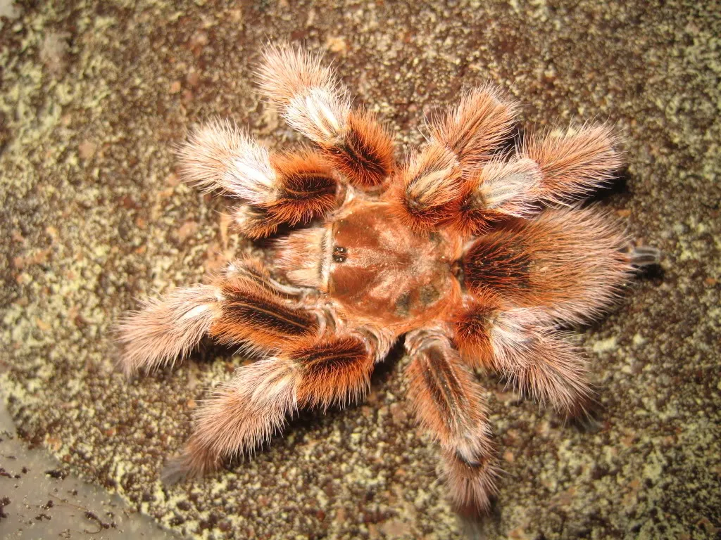 17074 chilean rose tarantula coloration