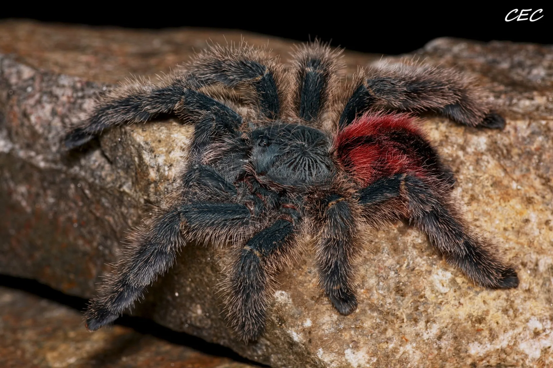 17075 variegata tarantula enclosure