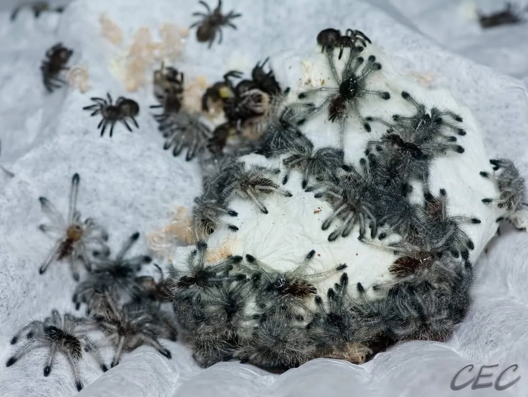 17075 variegata tarantula feeding