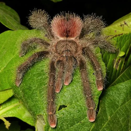 17075 variegata tarantula handling