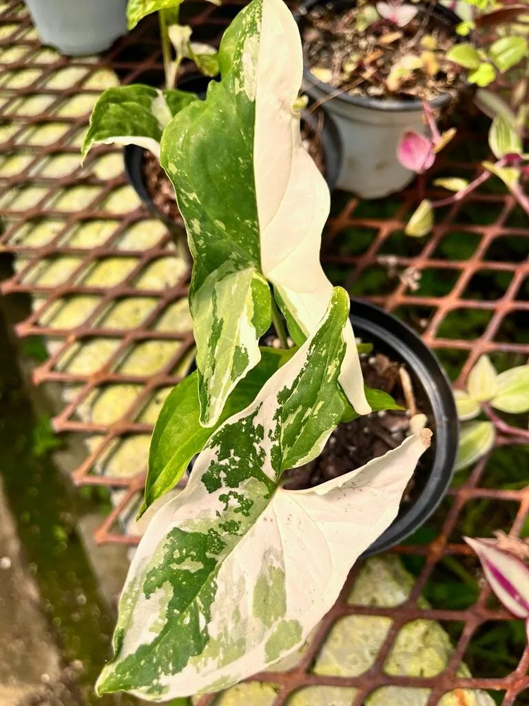 /img/17075-variegata-tarantula-health.webp