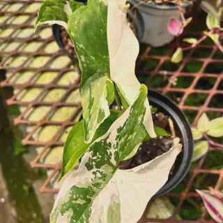 /img/17075-variegata-tarantula-health.webp