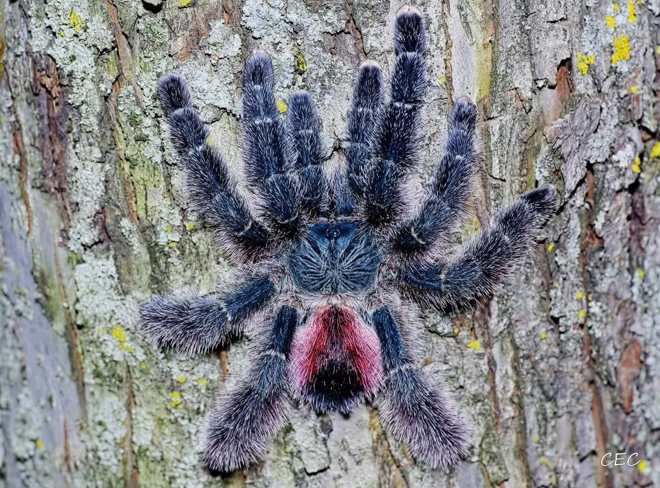 17075 variegata tarantula watering