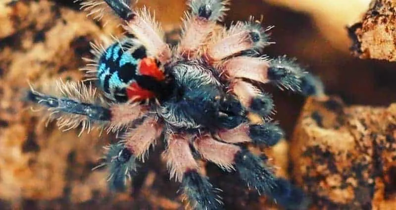 17076 brazilian jewel tarantula close up