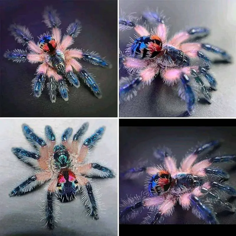 17076 brazilian jewel tarantula defensive