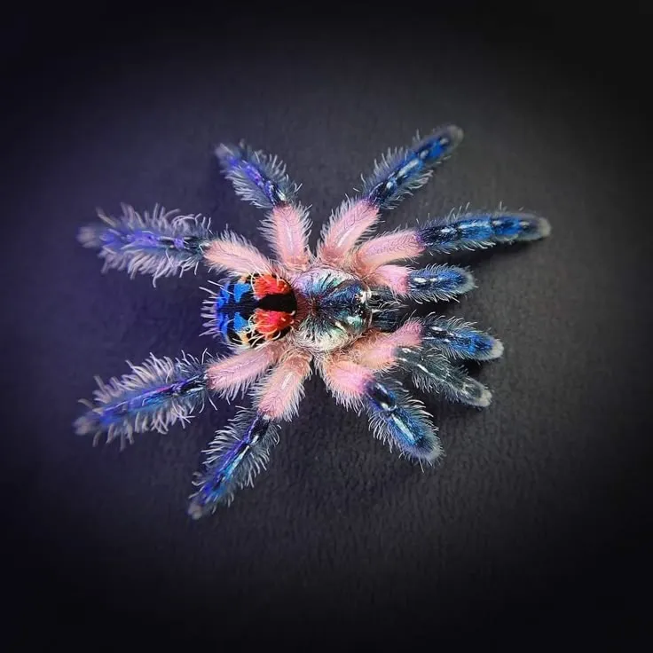 17076 brazilian jewel tarantula feeding