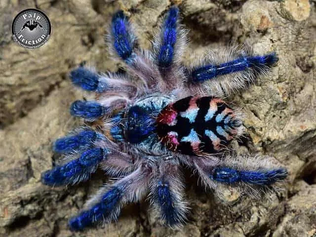 17076 brazilian jewel tarantula habitat