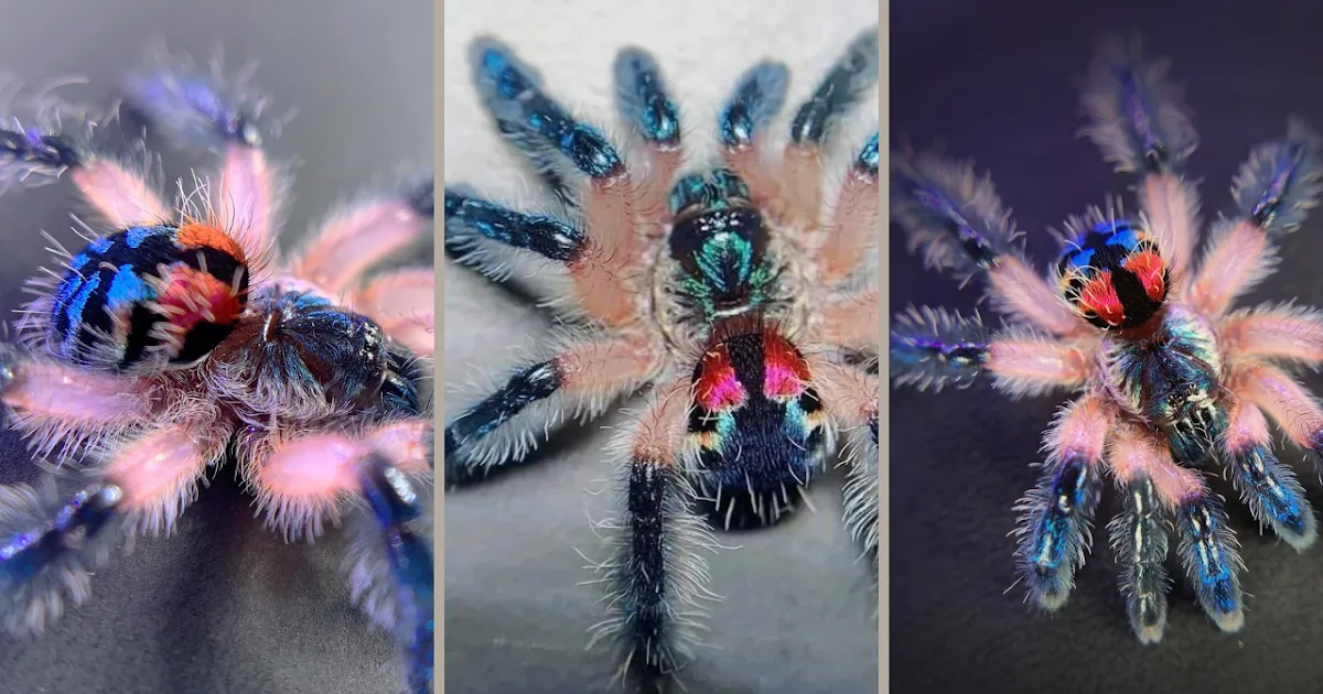 17076 brazilian jewel tarantula molting