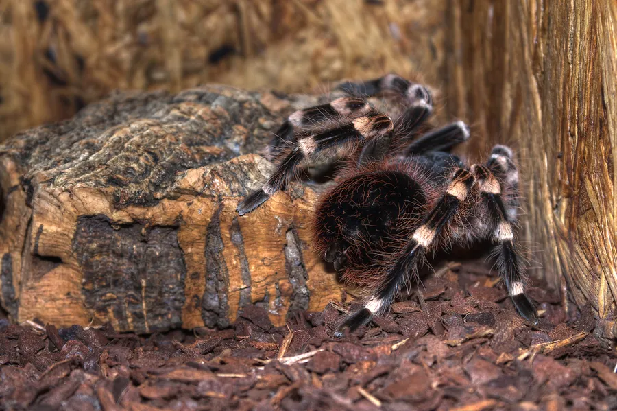 17077 tarantula defense