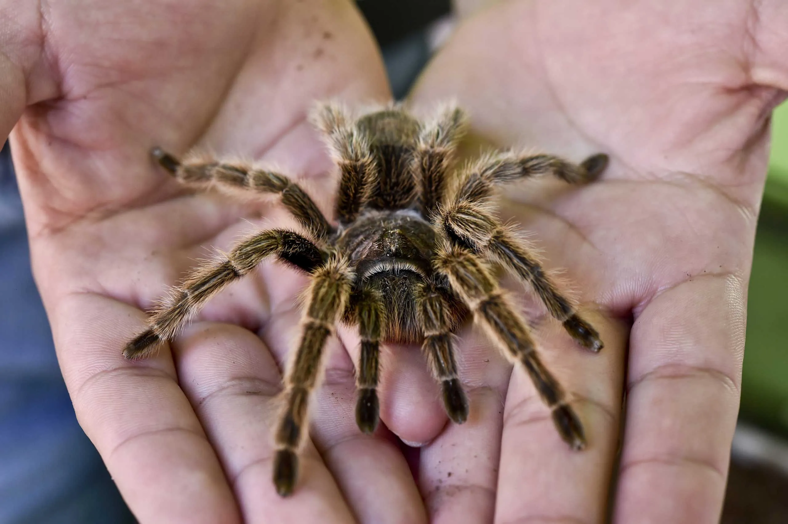 17077 tarantula hunting