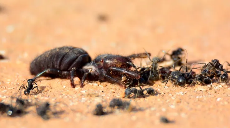 /img/17077-tarantula-observation.webp