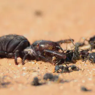 /img/17077-tarantula-observation.webp