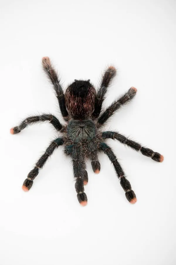 /img/17078-pink-toe-tarantula-feeding.webp