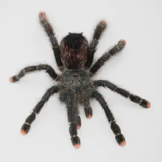 /img/17078-pink-toe-tarantula-feeding.webp