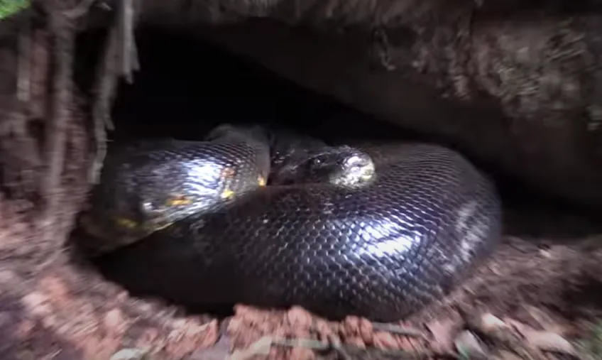 17079 anaconda hunting