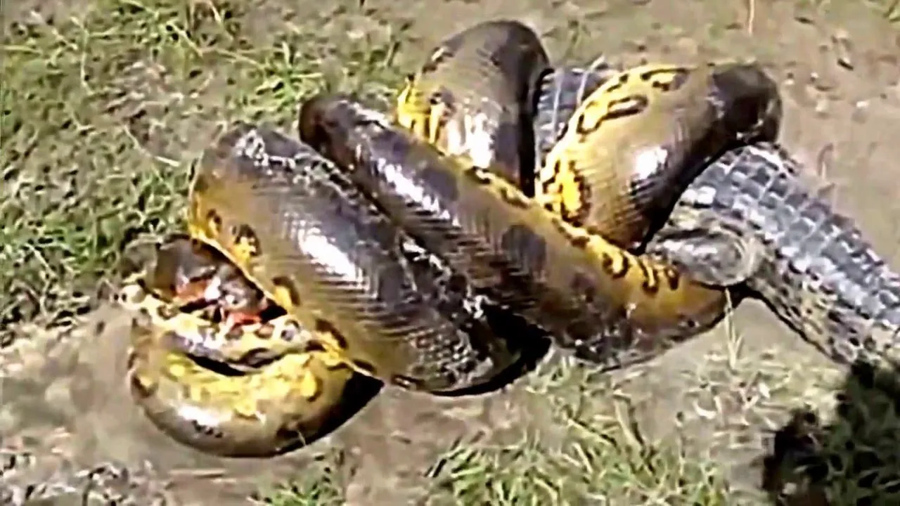 17079 anaconda in water