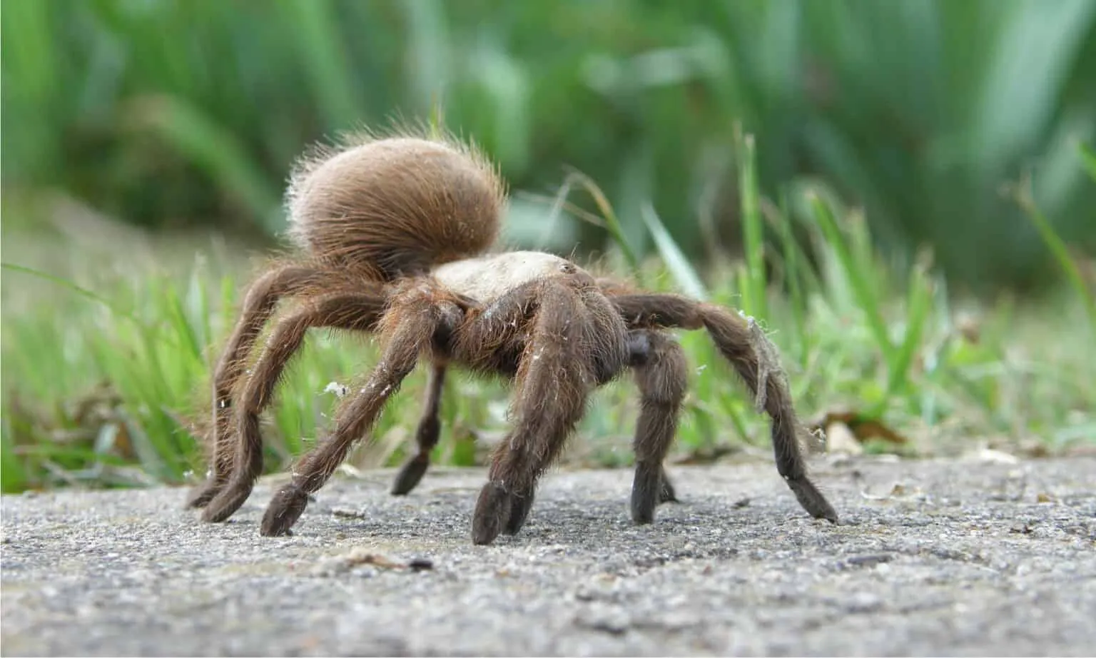 17079 tarantula close up