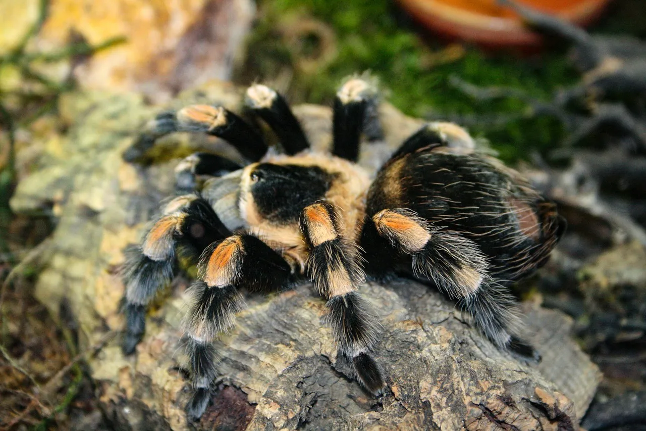 17080 tarantula eating mealworm