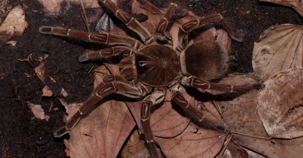 /img/17080-tarantula-prey-size.webp