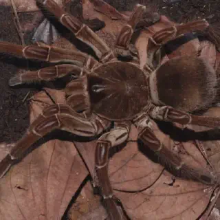 /img/17080-tarantula-prey-size.webp